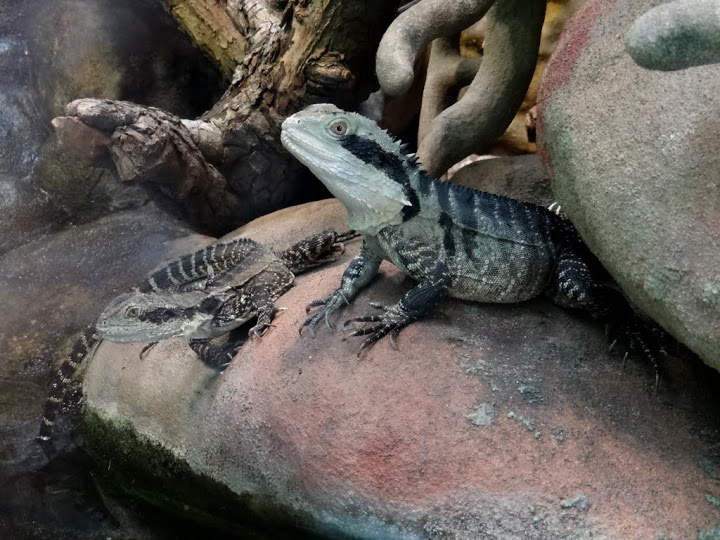 Physignathus lesueuri