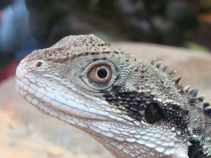 Physignathus lesueurii