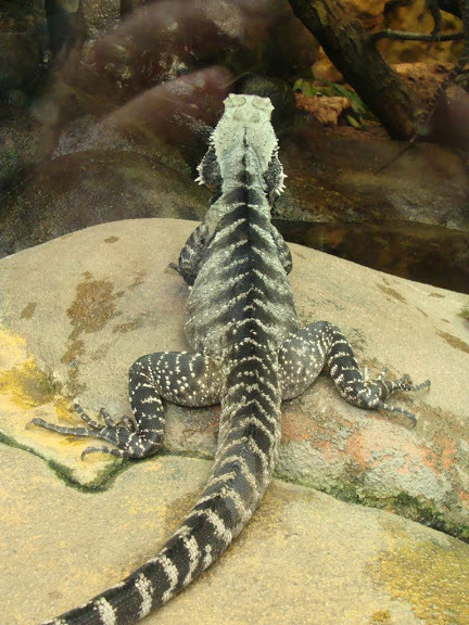 Physignathus lesueurii