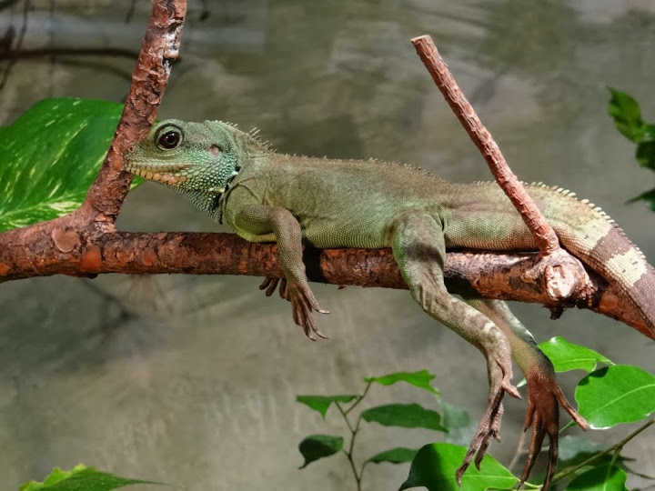 Physignatus cocincinus