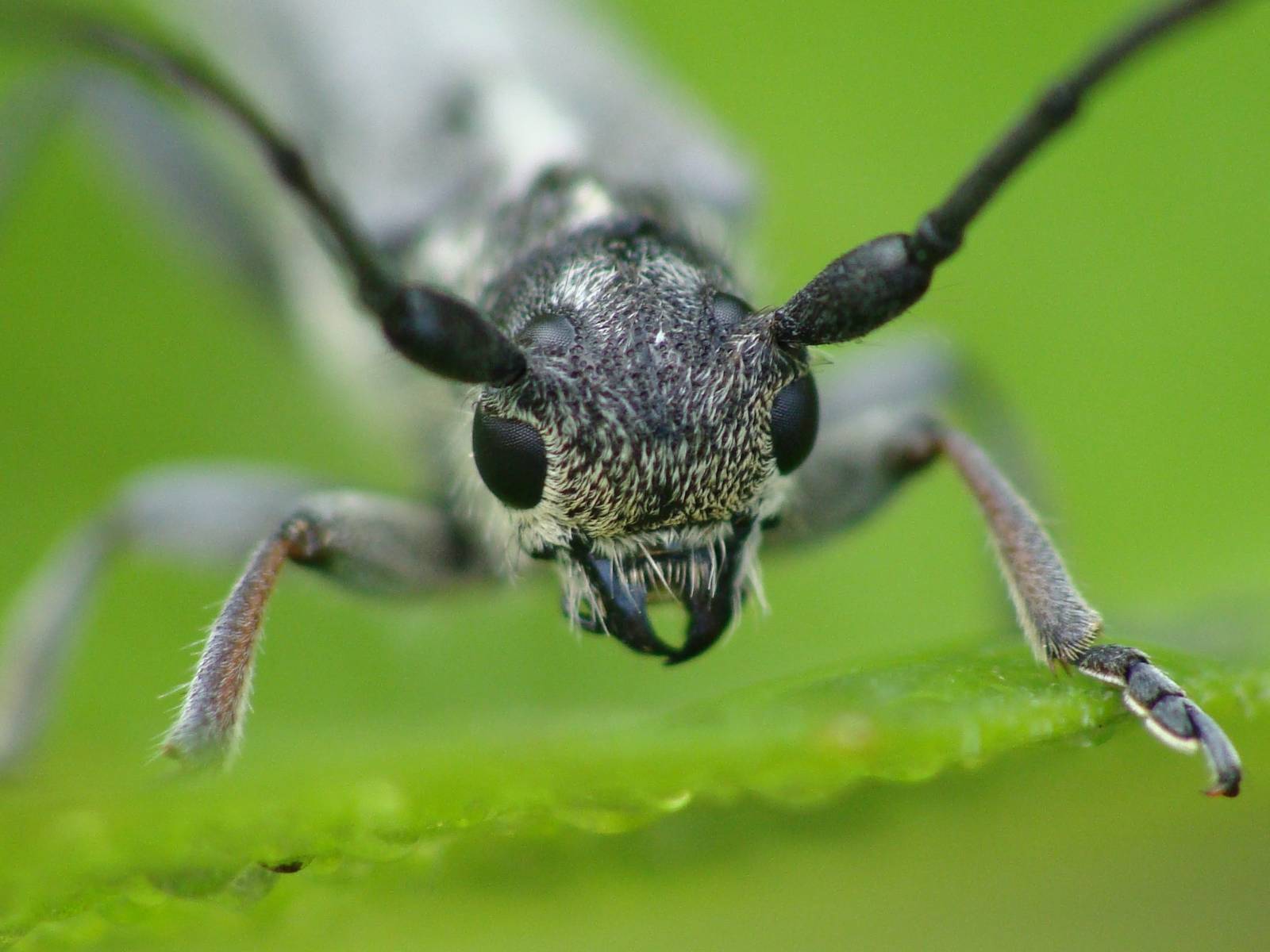Phytoecia coerulescens