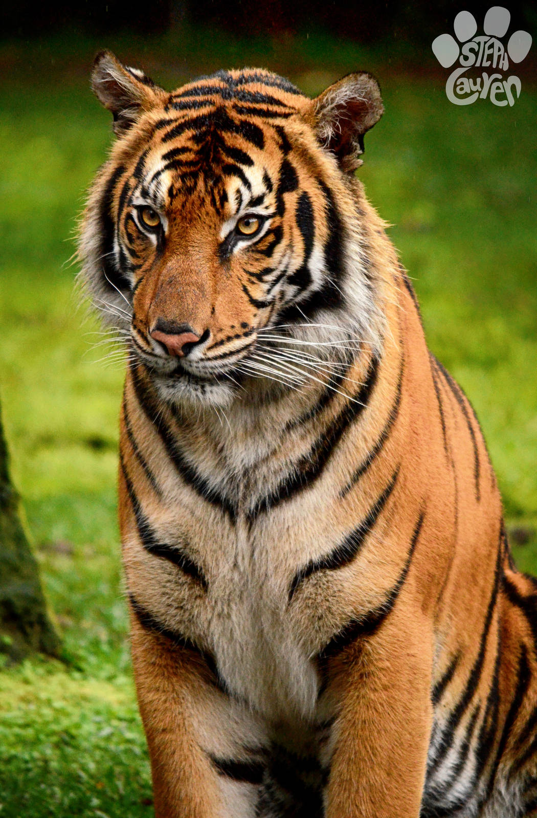 Pi, Sumatran x Bengal tiger