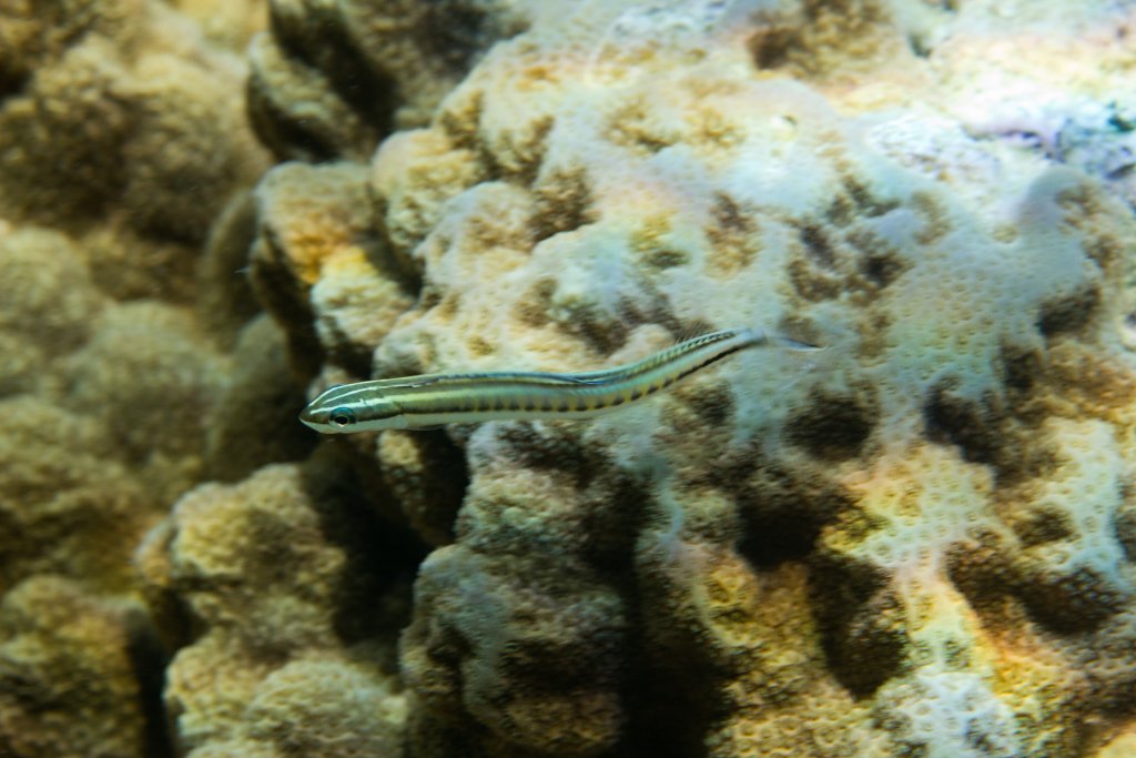Piano Fangblenny