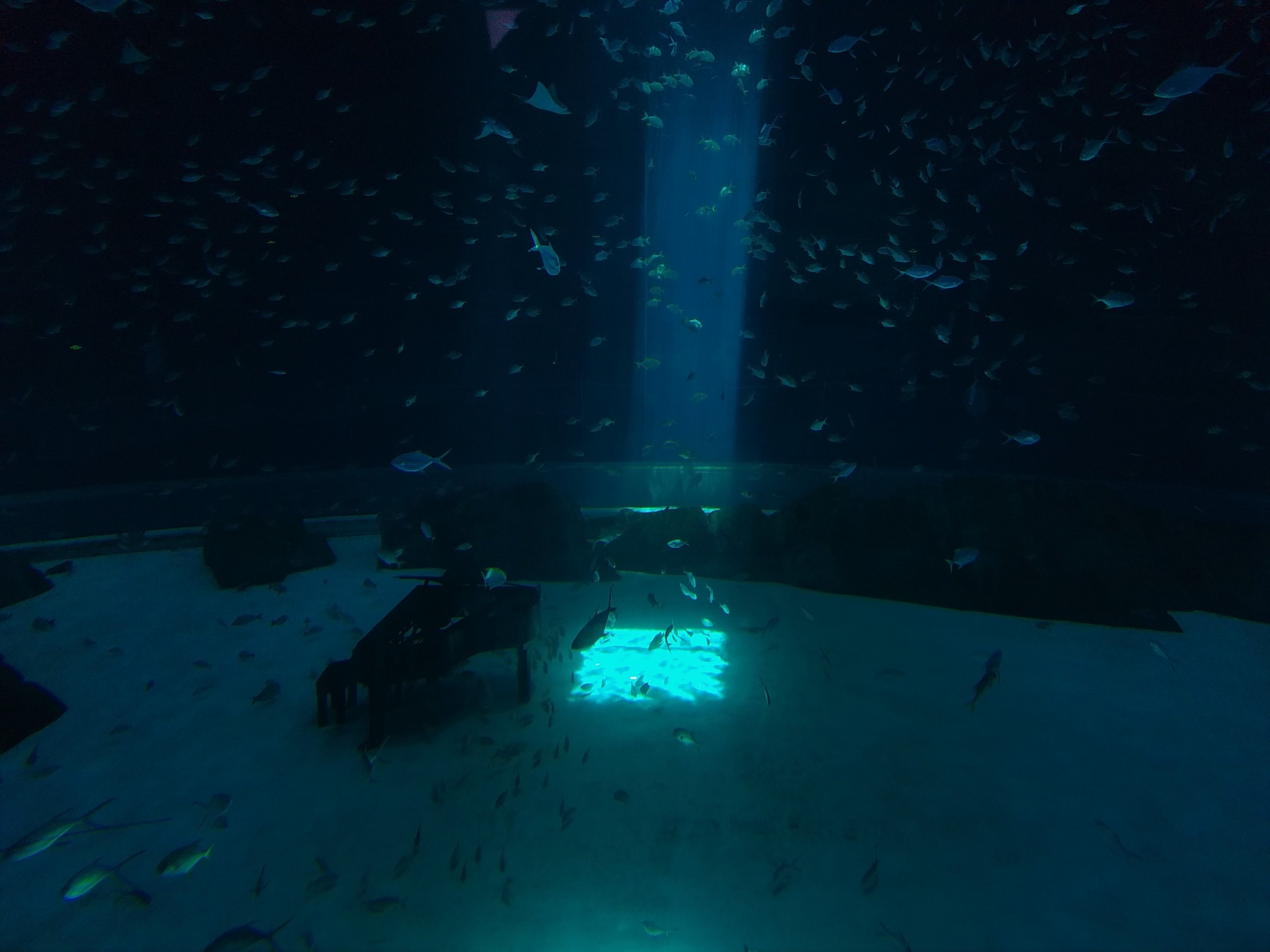 Piano In Whale Shark Tank