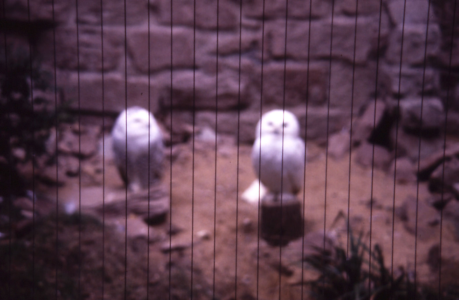 Piano Wire on Snowy Owl enclosure