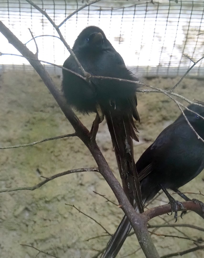 Piapiac (Ptilostomus afer), 2024-05-22