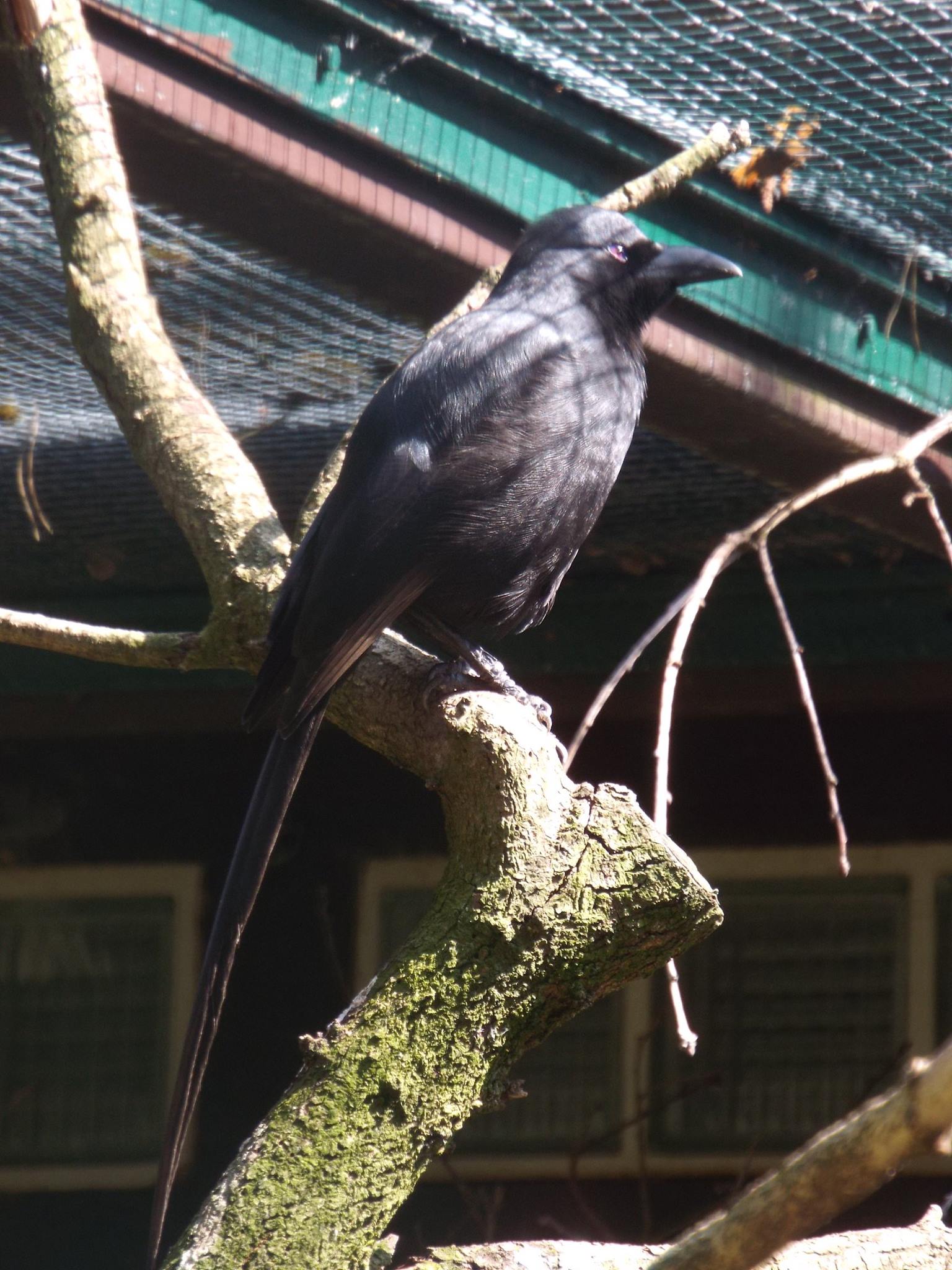 Piapiac (Ptilostomus afer) at Weltvogelpark Walsrode - June 2016