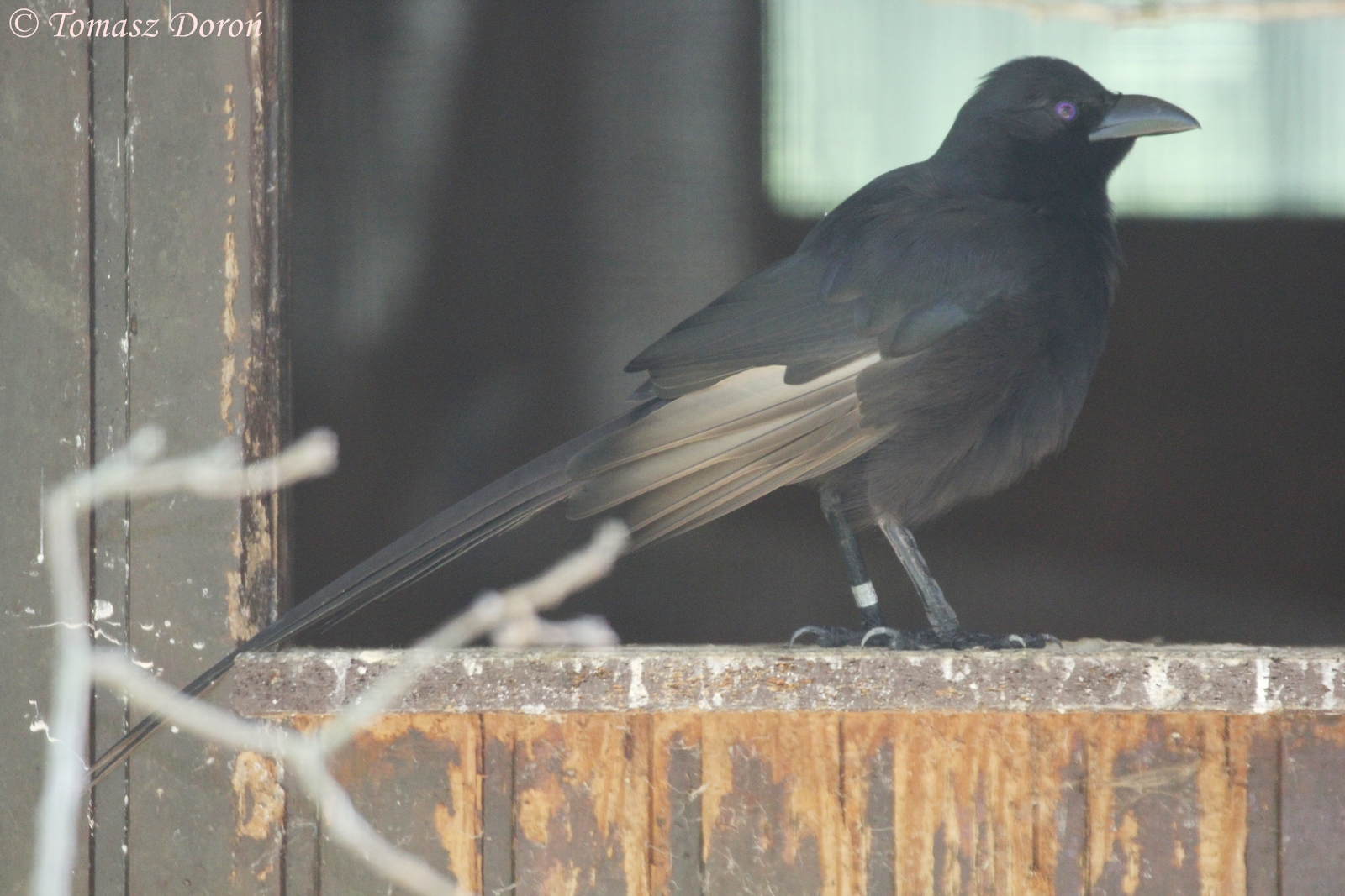 Piapiac (Ptilostomus afer), August 2015