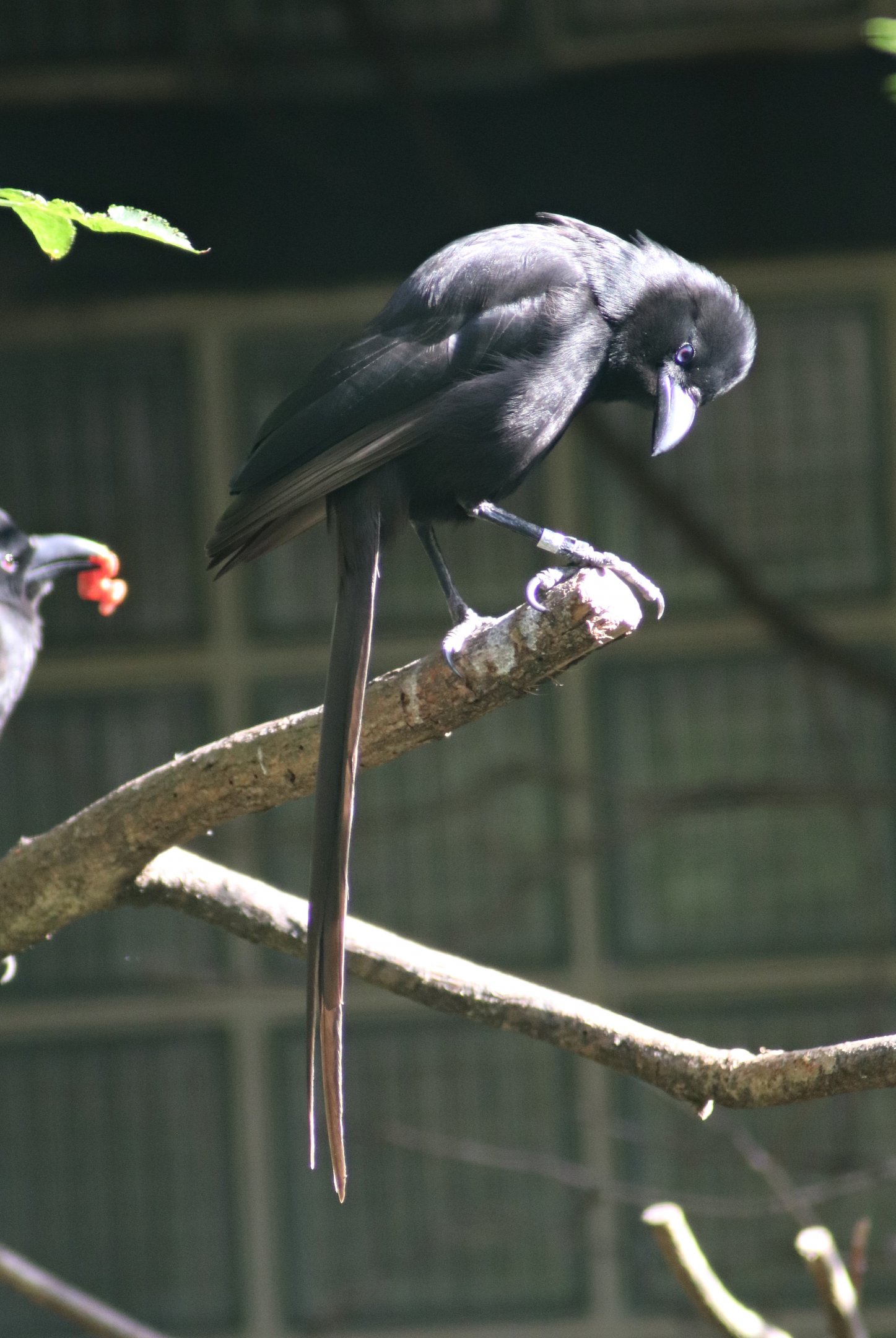 Piapiac (Ptilostomus afer)