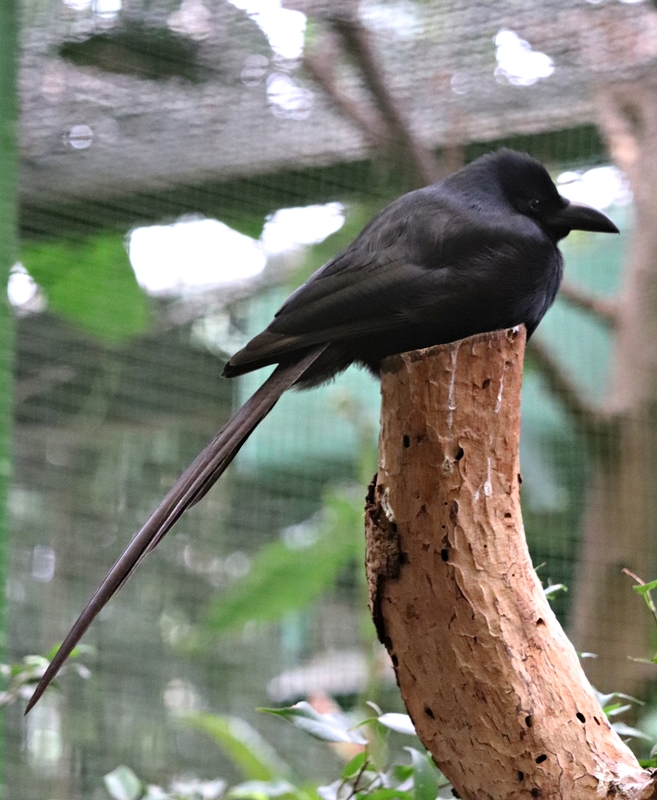 Piapiac (Ptilostomus afer)