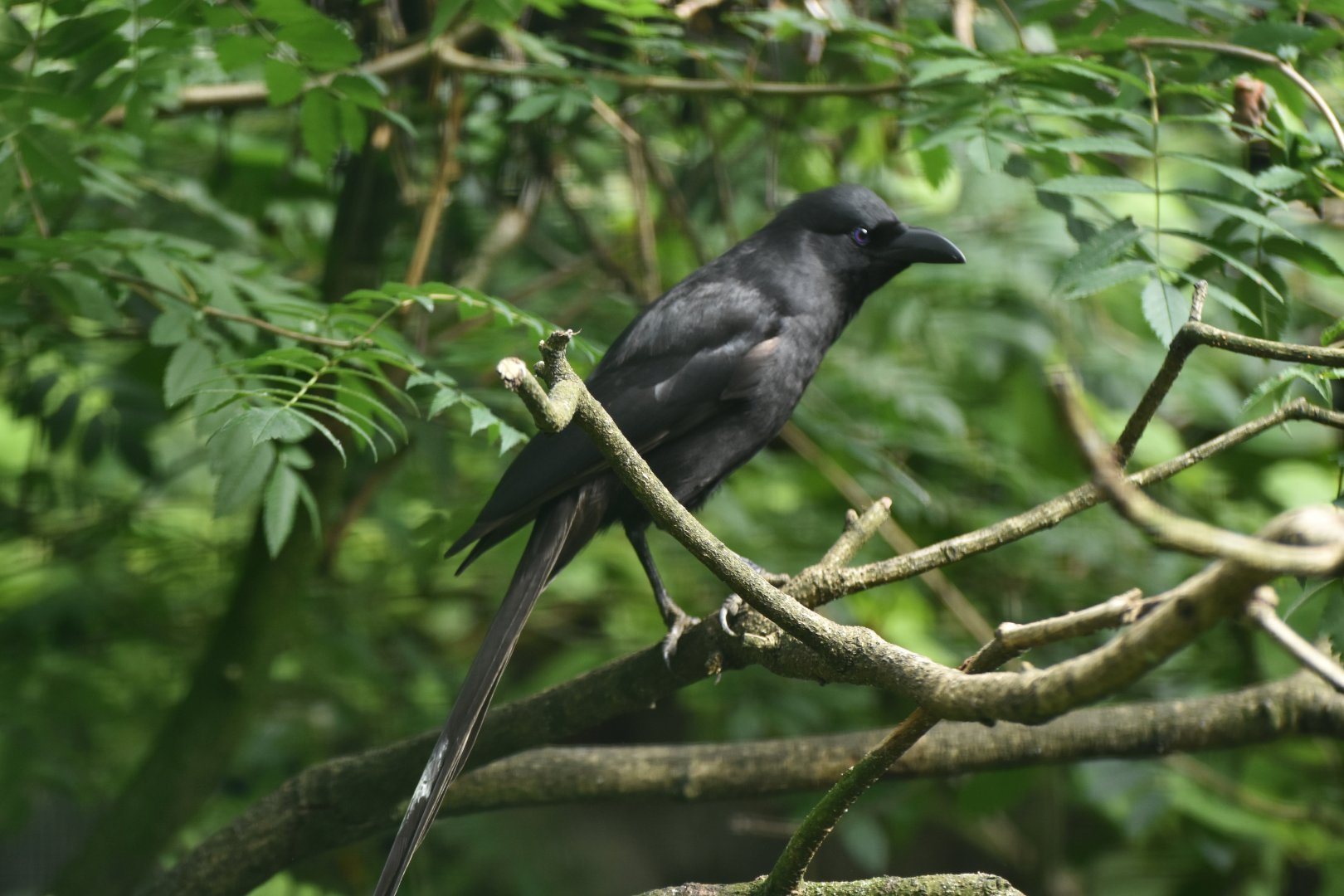 Piapiac Ptilostomus afer