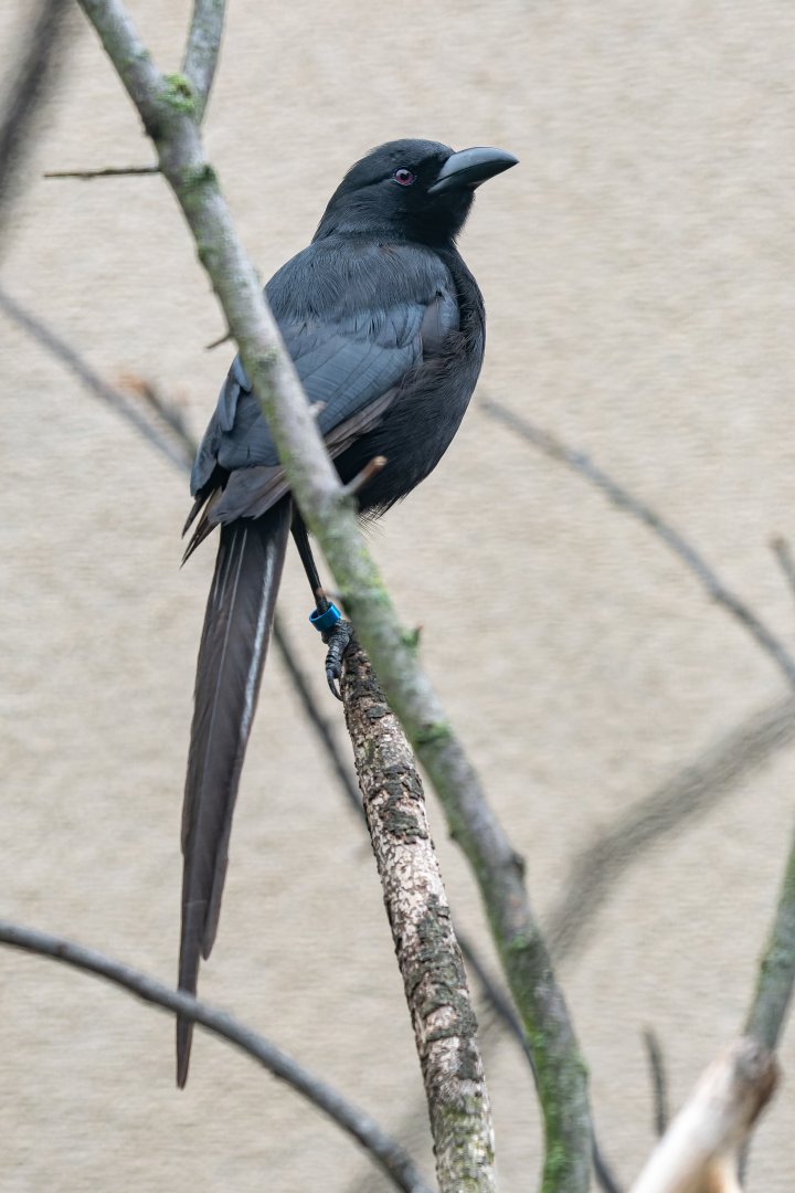 Piapiac (Ptilostomus afer)