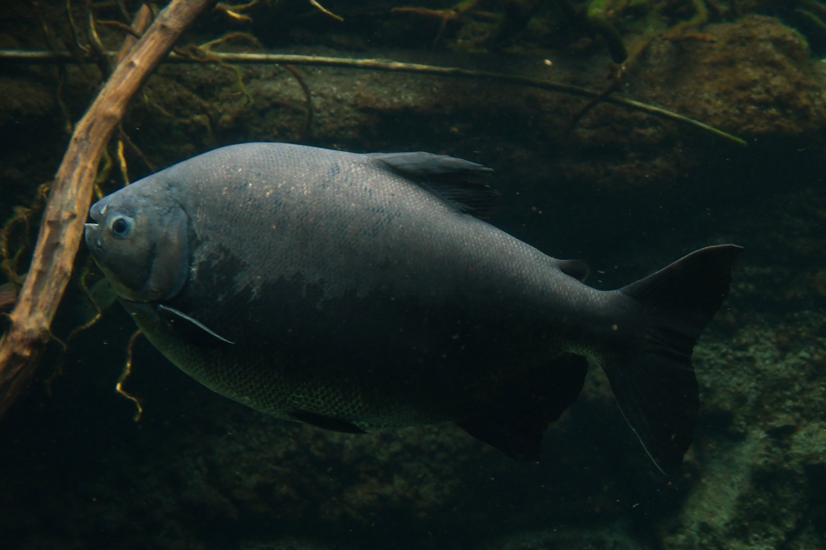 Piaractus brachypomus