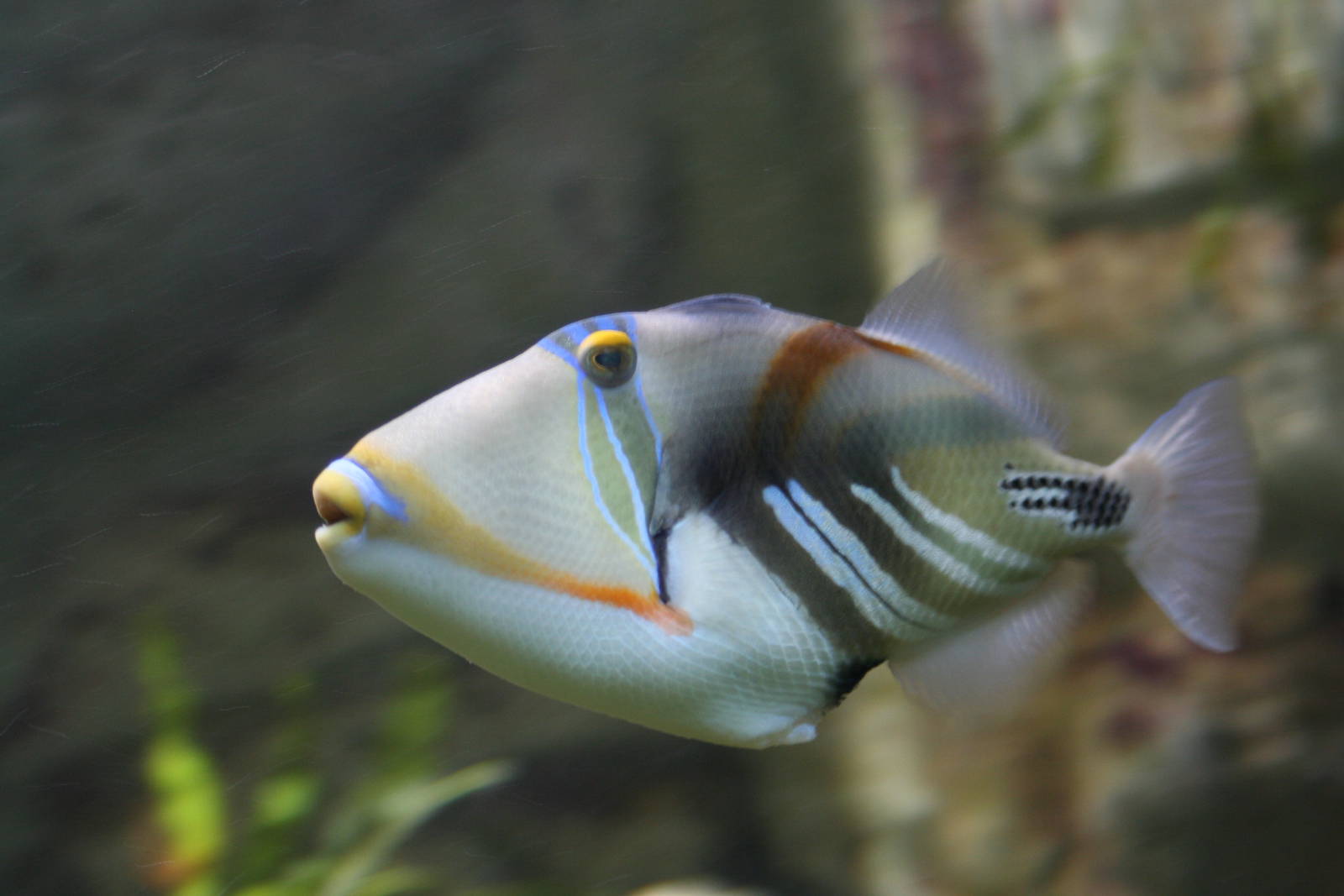 Picasso Triggerfish @ Bristol; 23.07.2011