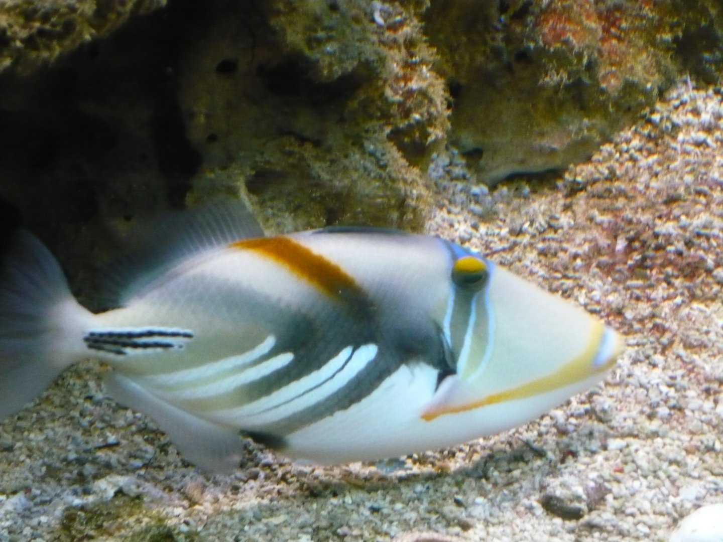 Picasso triggerfish (Rhinecanthus aculeatus)