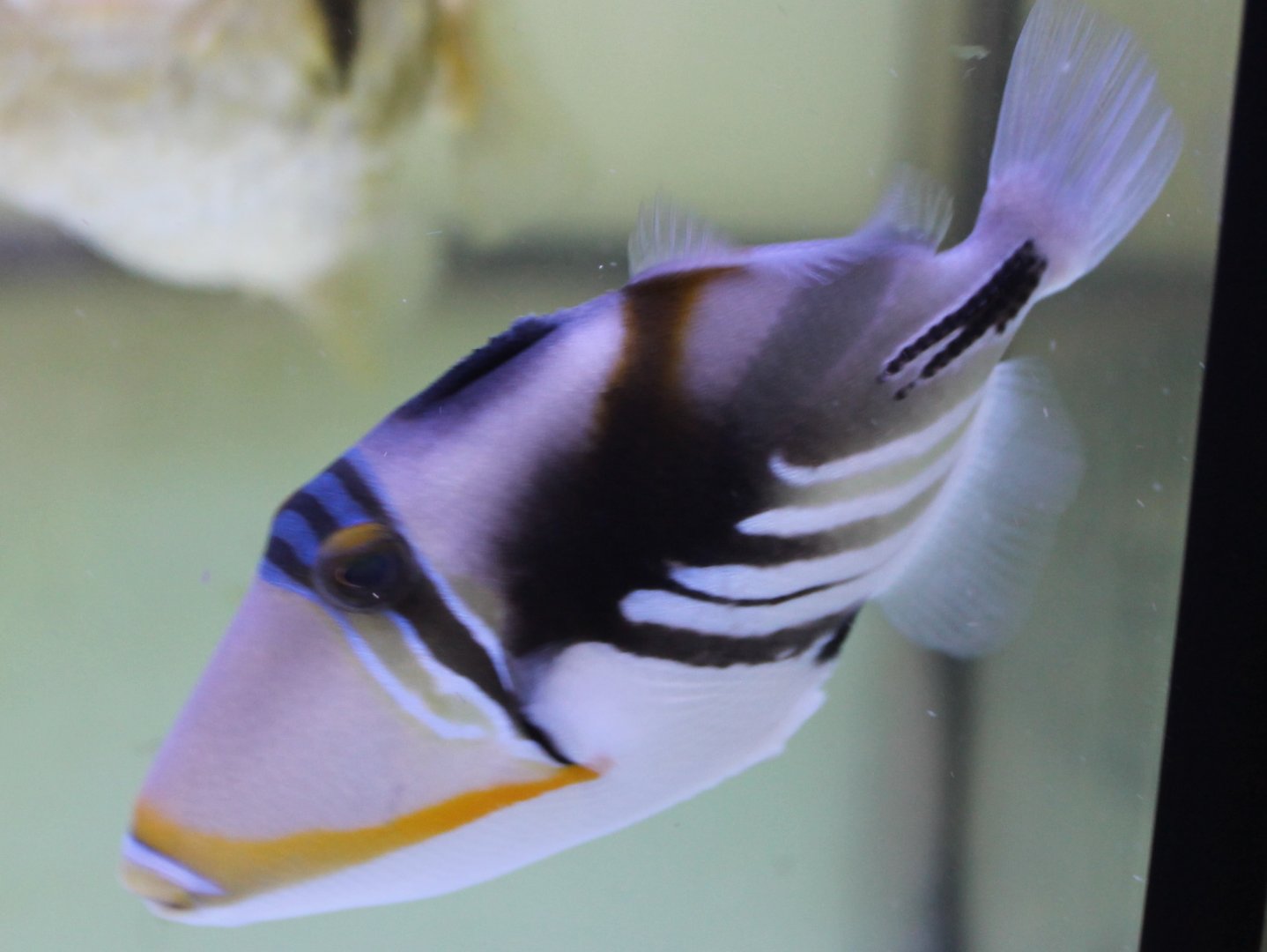 Picasso triggerfish - Rhinecanthus aculeatus