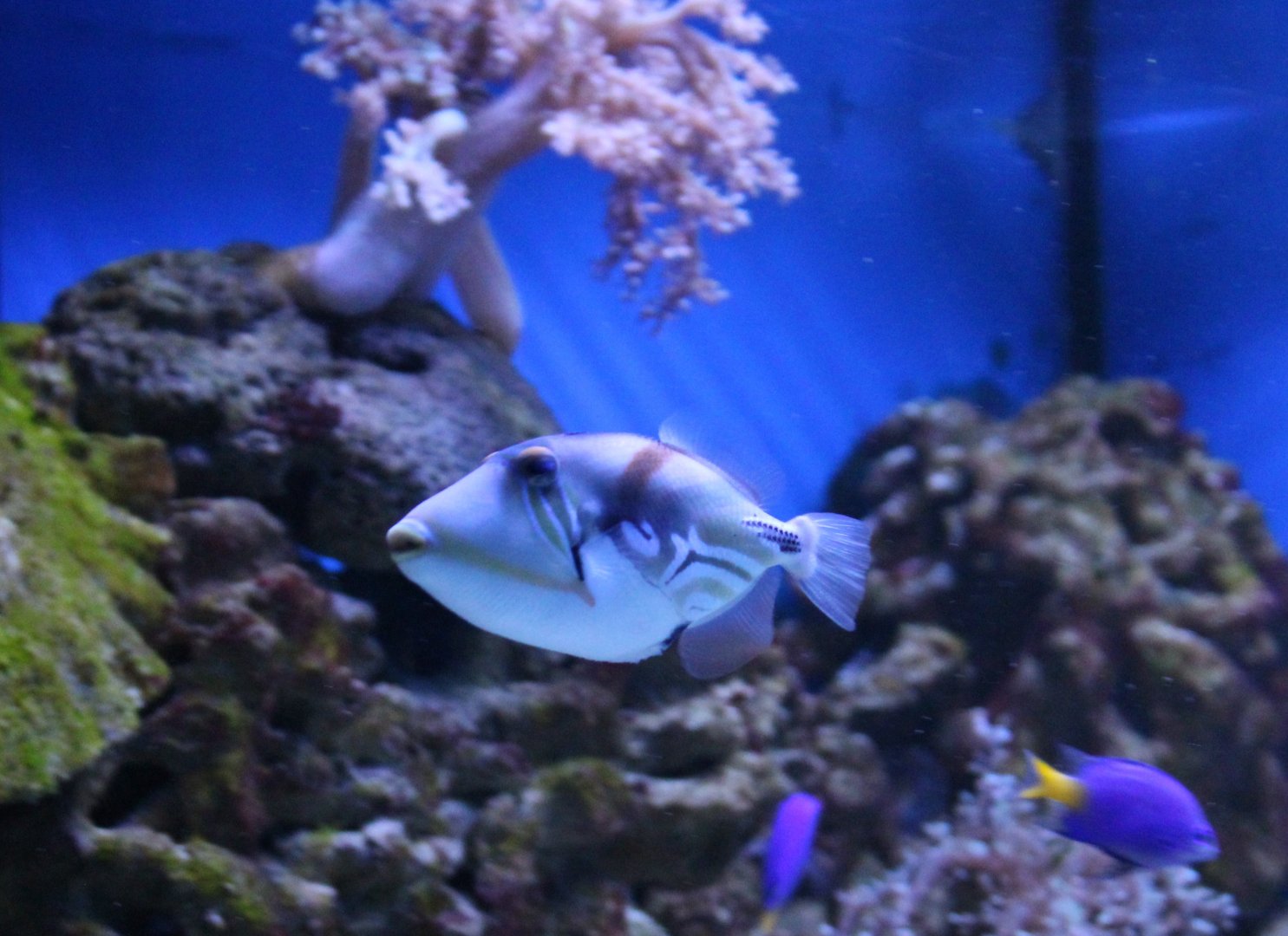 Picasso triggerfish - Rhinecanthus aculeatus