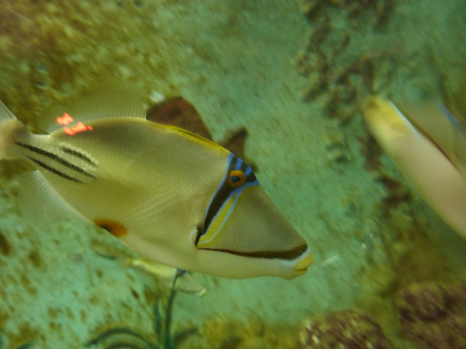 Picasso triggerfish