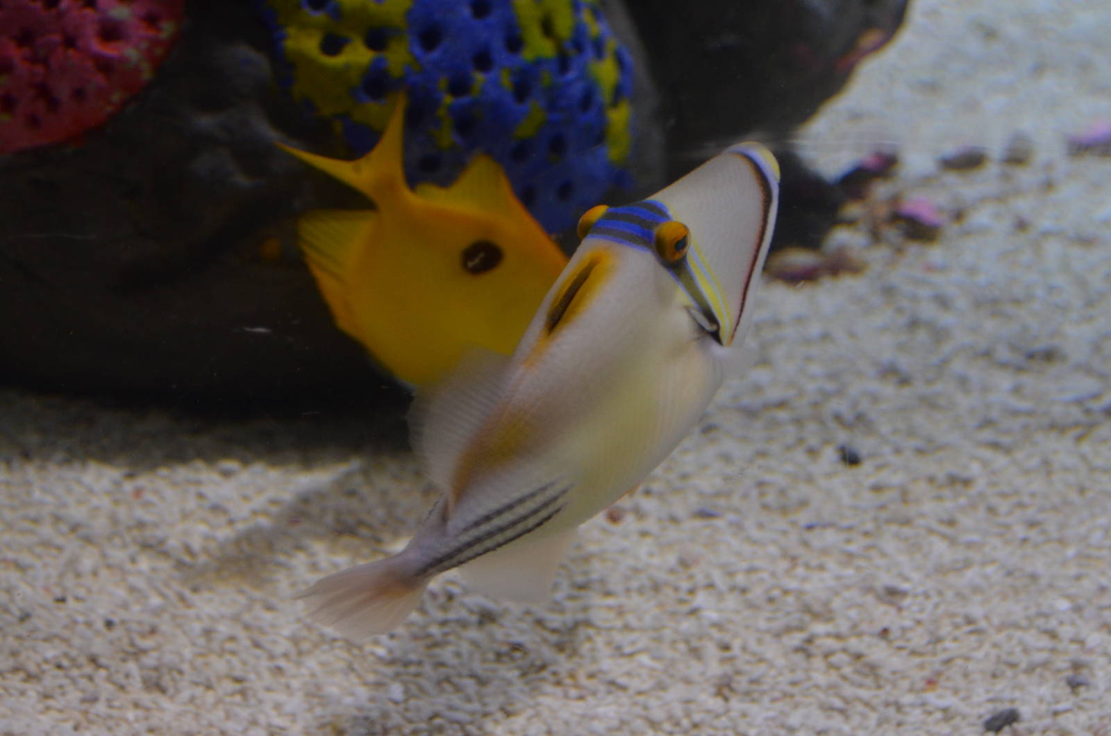 Picasso Triggerfish