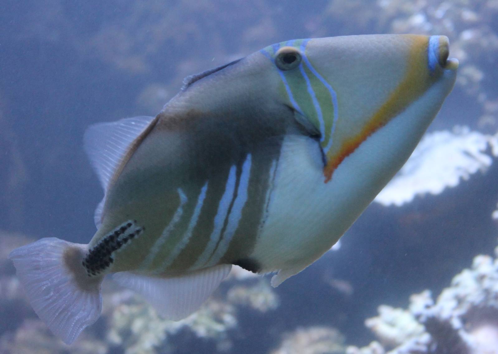 Picasso triggerfish