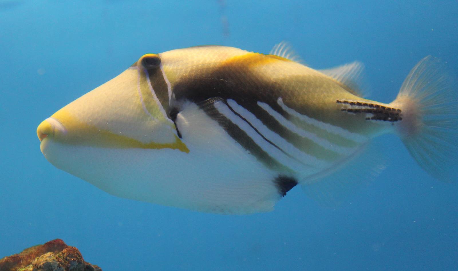 Picasso triggerfish