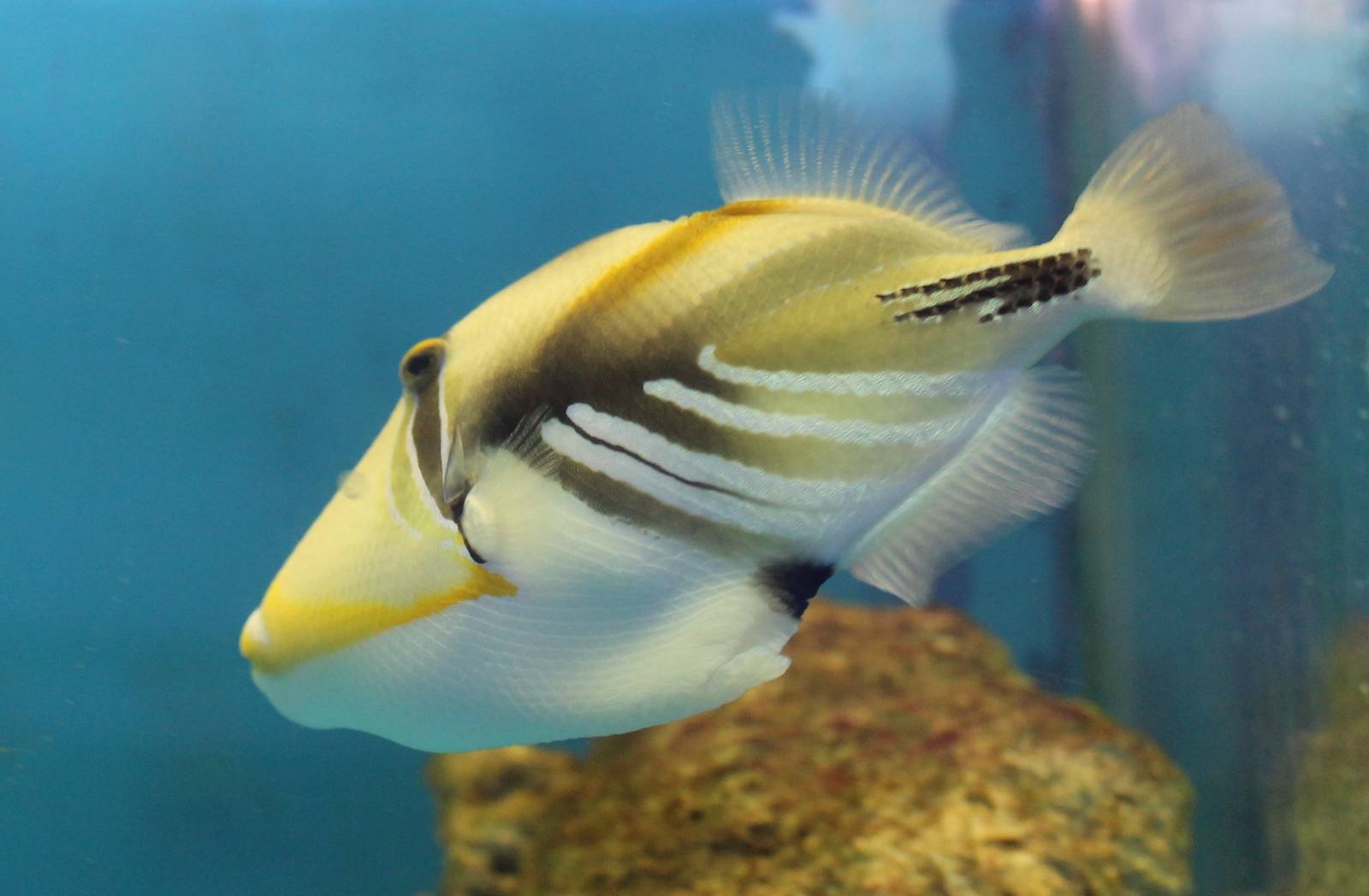 Picasso triggerfish