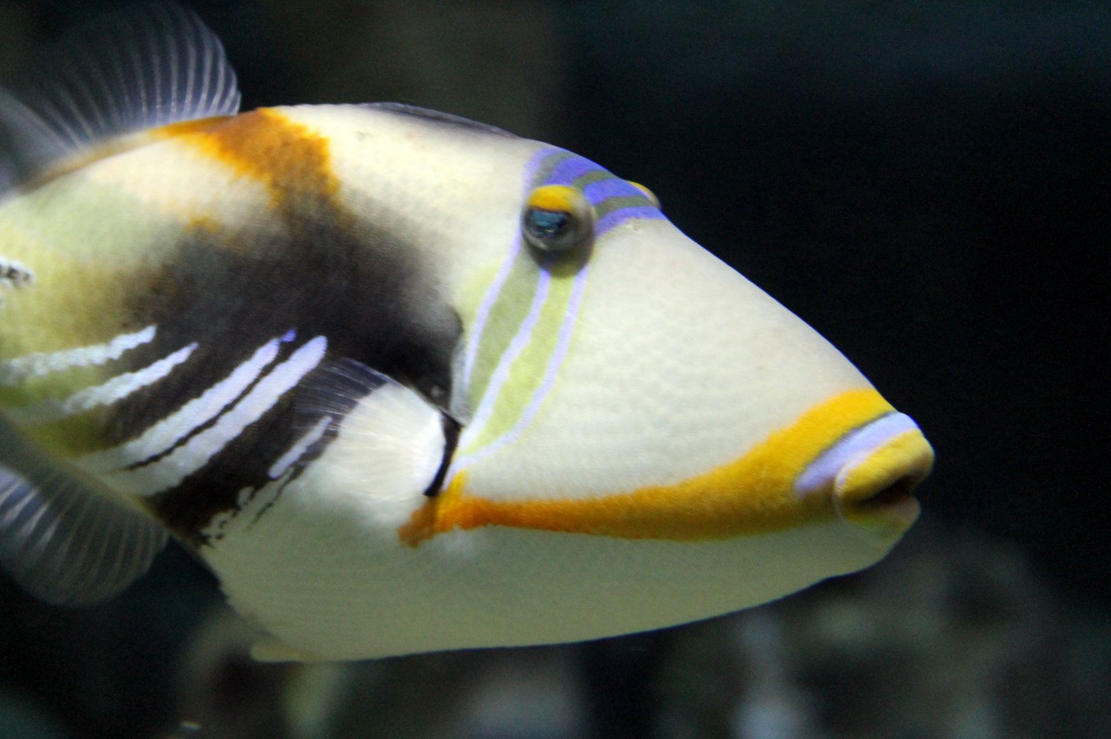 Picasso Triggerfish