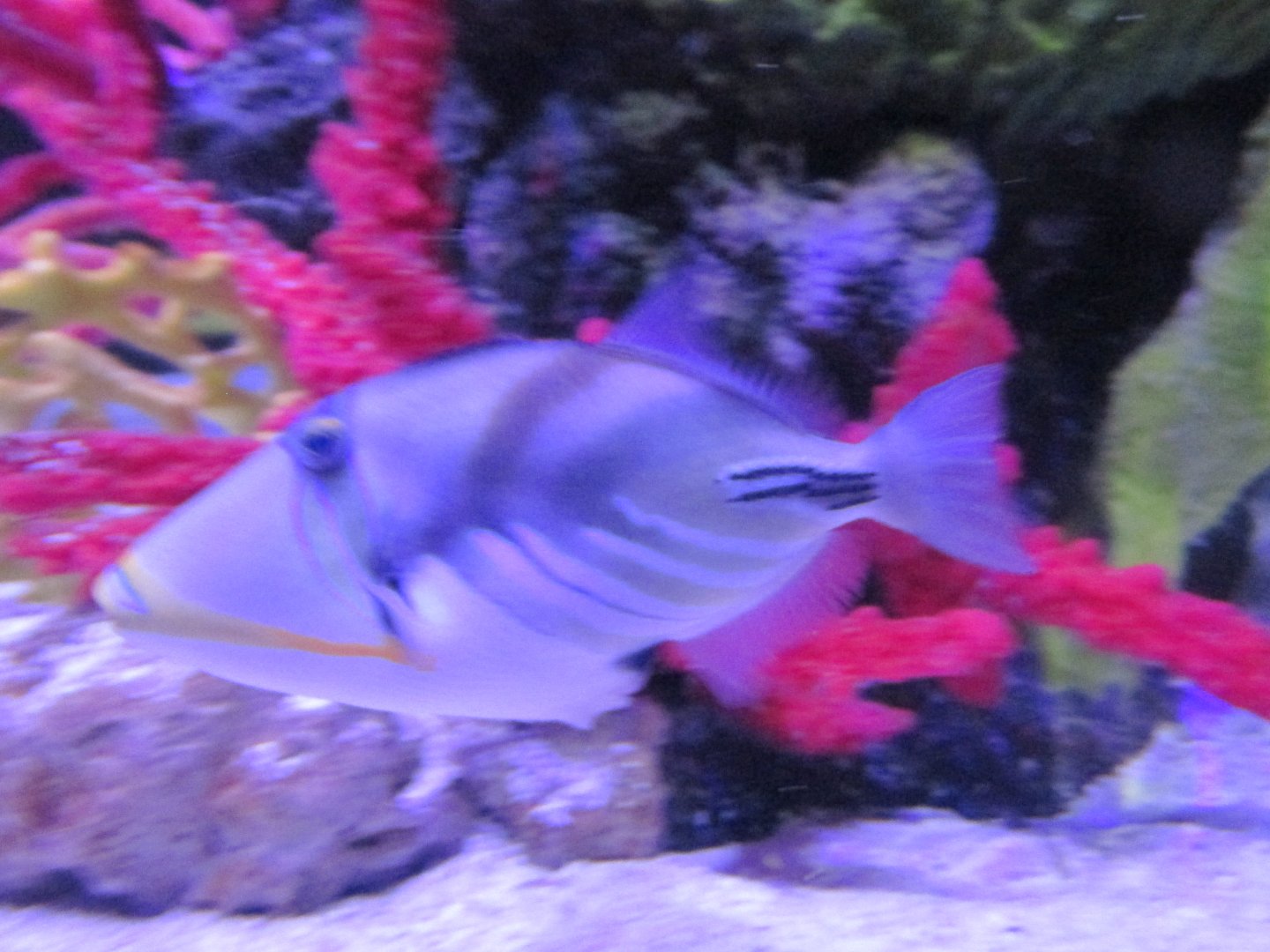 picasso triggerfish