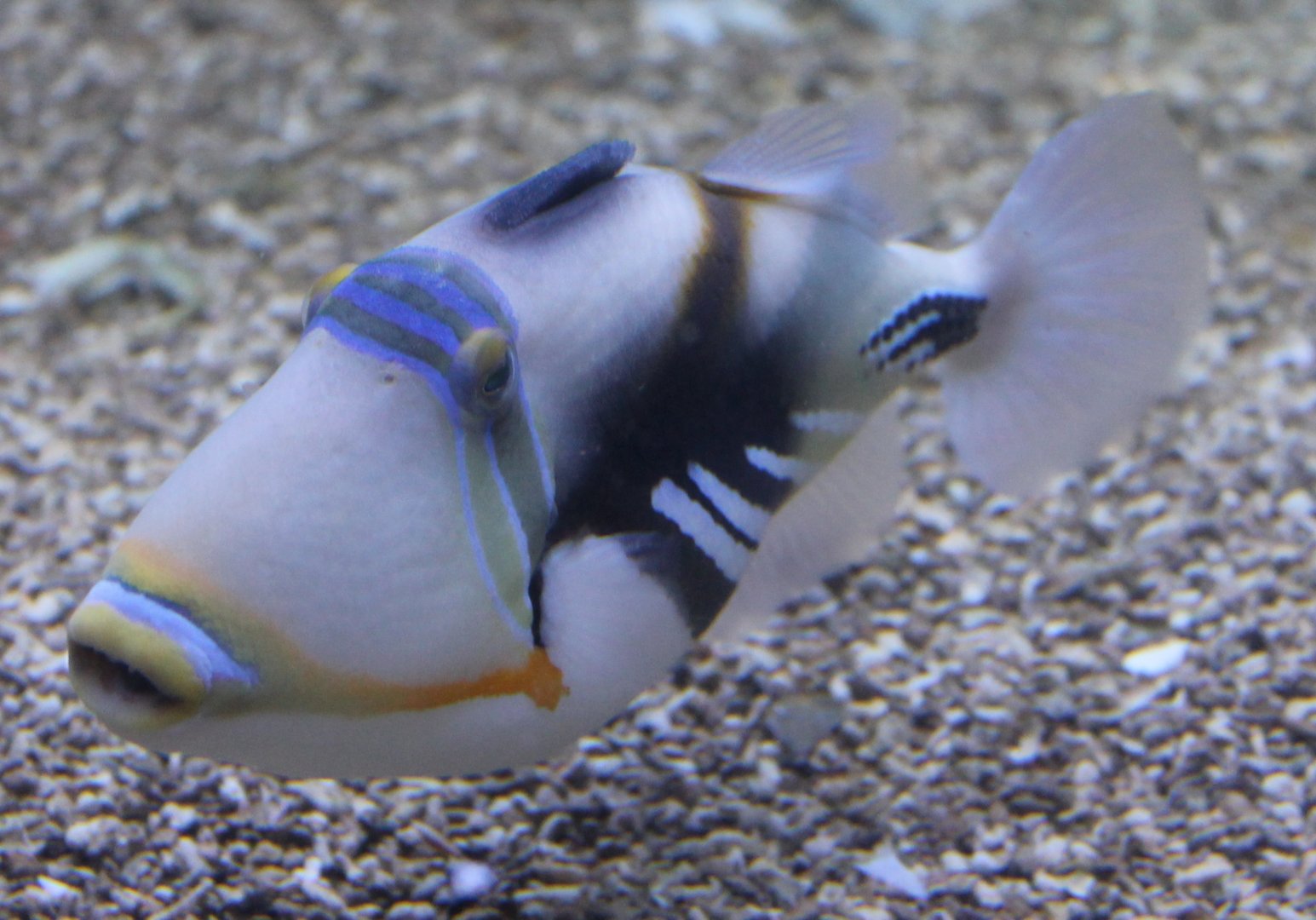 Picasso triggerfish