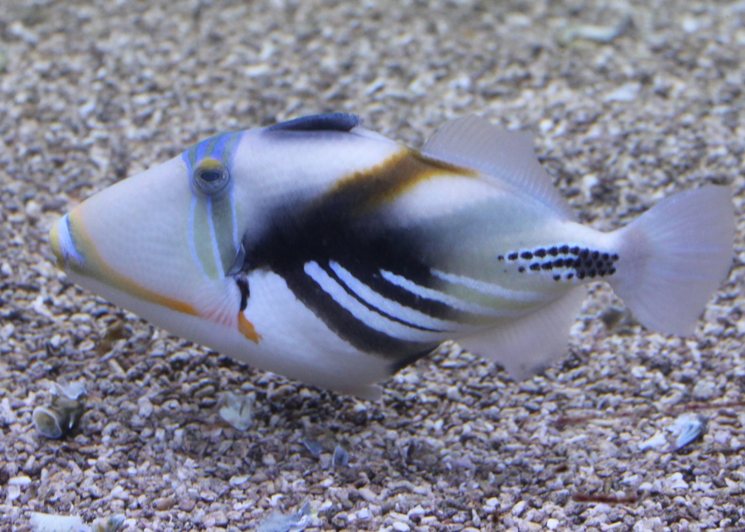 Picasso triggerfish