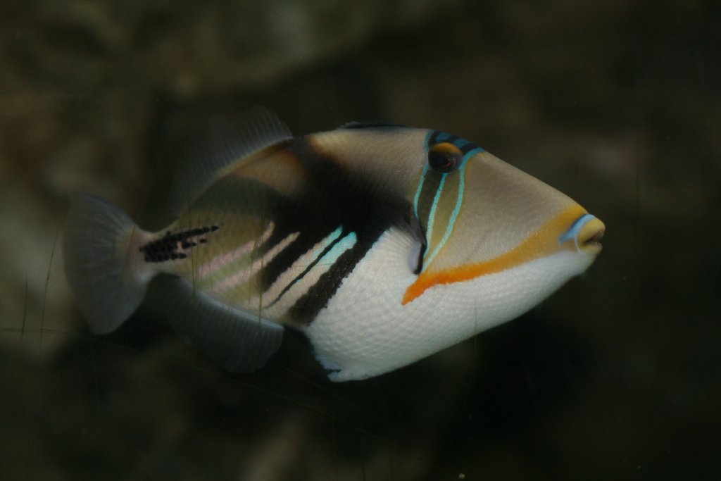 Picasso Triggerfish