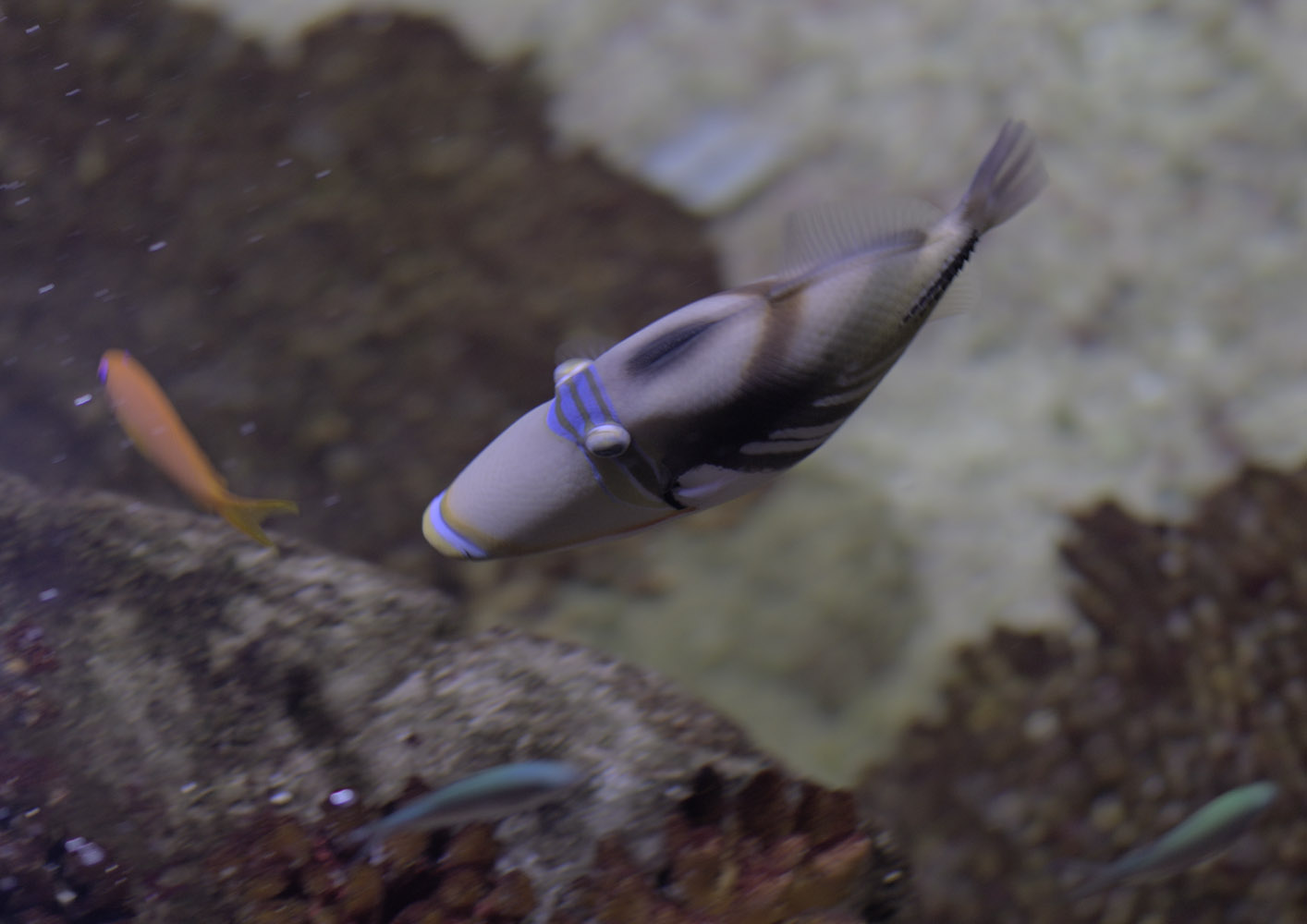 Picasso triggerfish