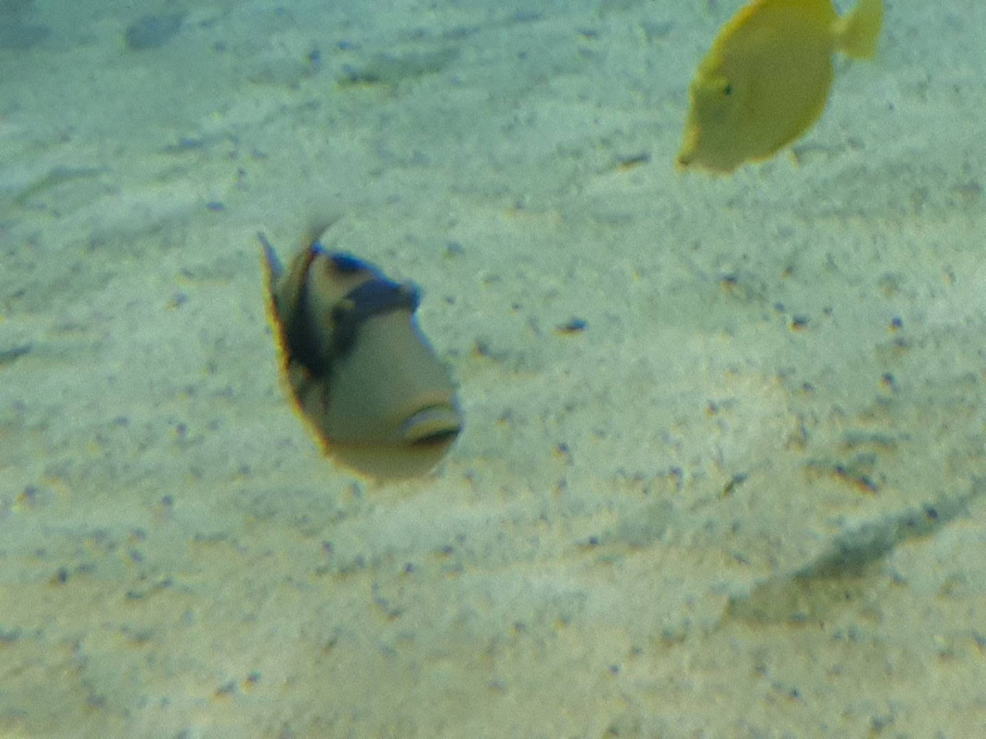 Picasso Triggerfish