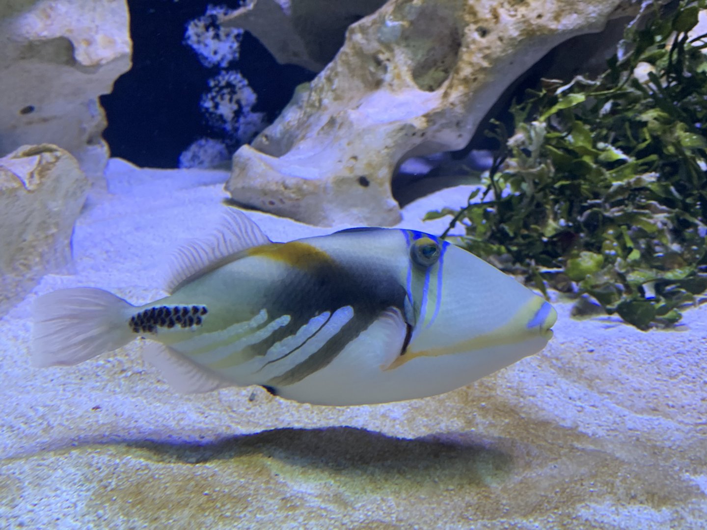 Picasso triggerfish