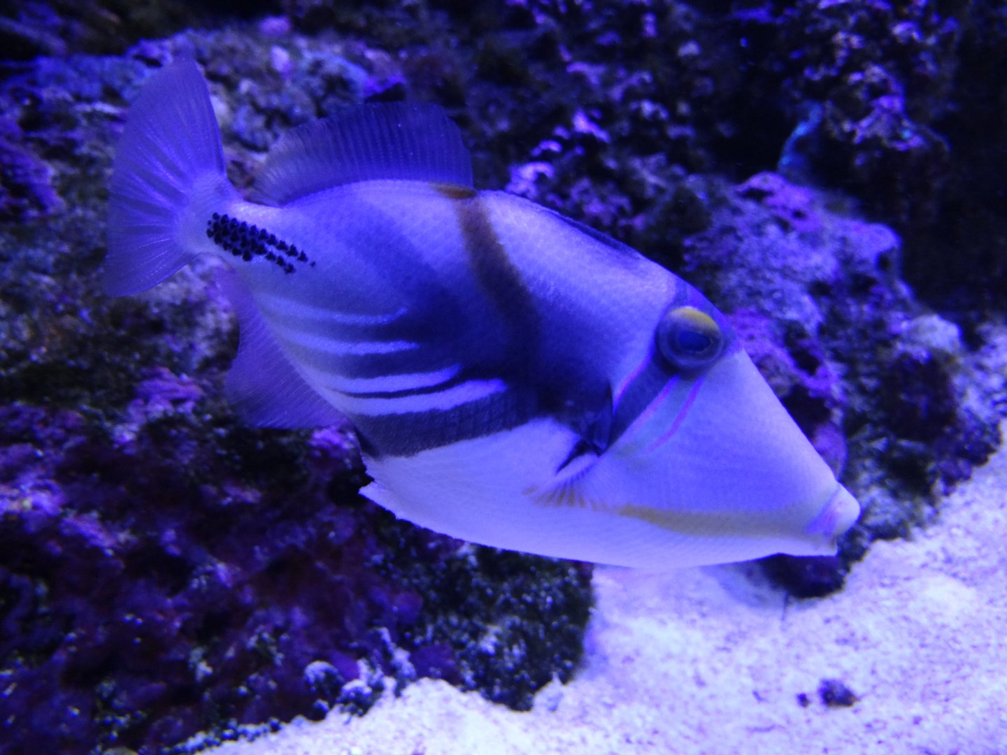 Picassofish (Rhinecanthus aculeatus)