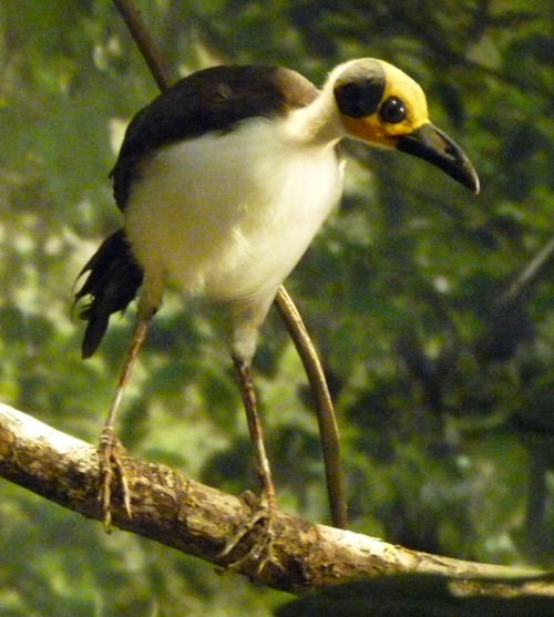 Picathartes gymnocephalus (preserved)