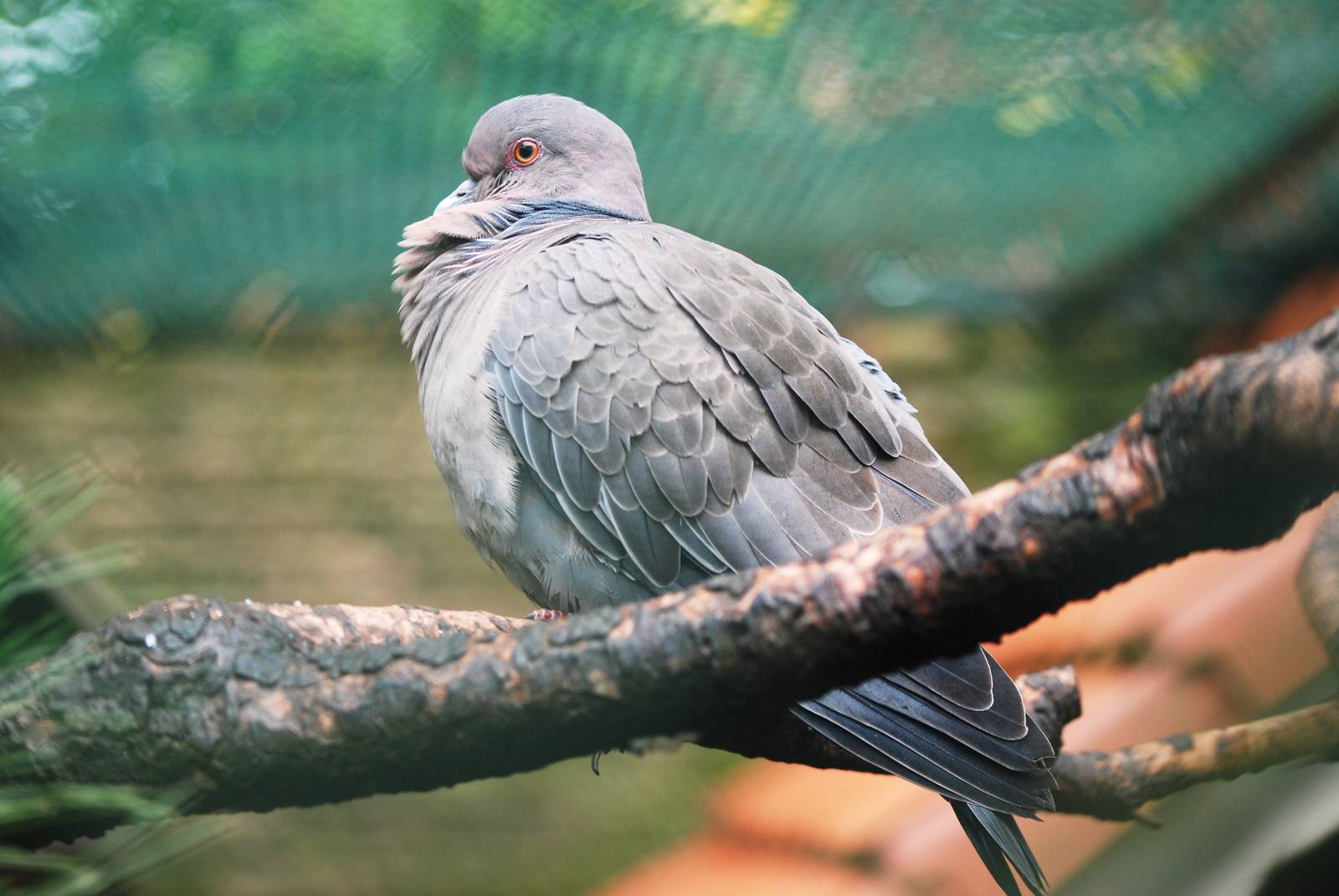 Picazuro Pigeon at Avifauna, 04/06/12
