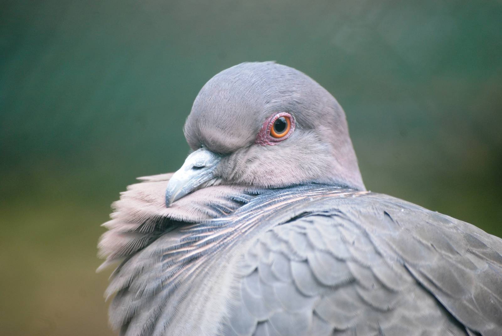 Picazuro Pigeon at Avifauna, 04/06/12
