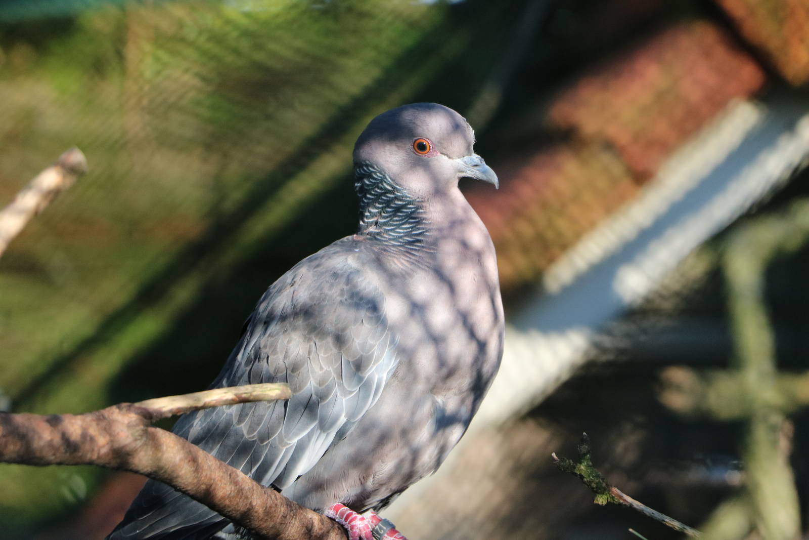 Picazuro pigeon, February 2016