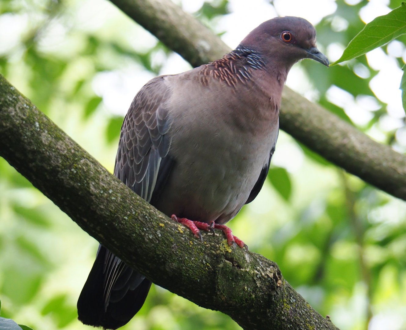 Picazuro pigeon (Patagioenas picazuro), 2019-07-21