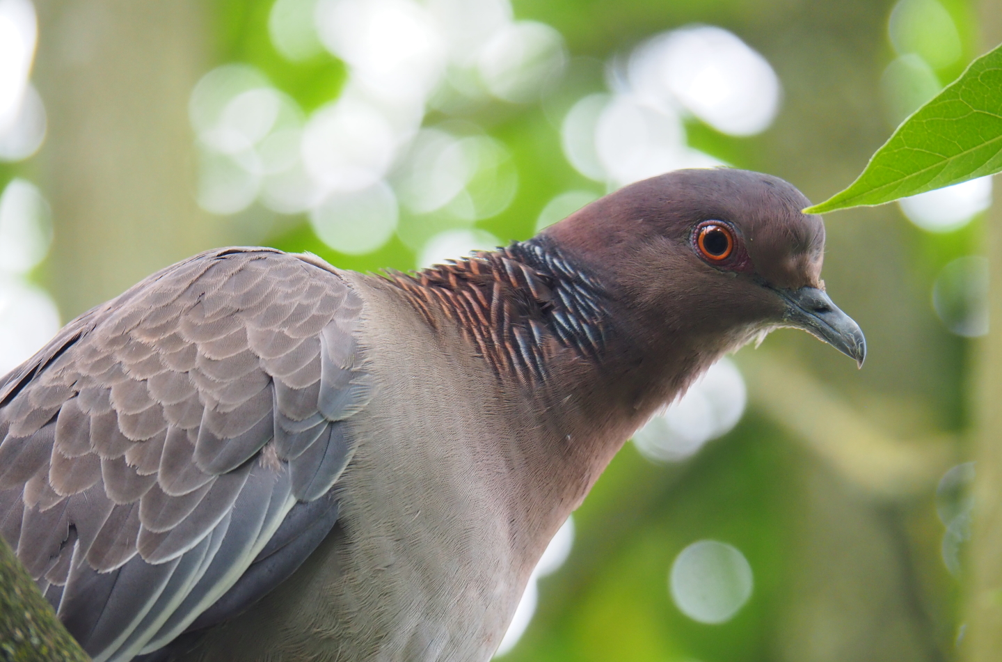 Picazuro pigeon (Patagioenas picazuro), 2019-07-21