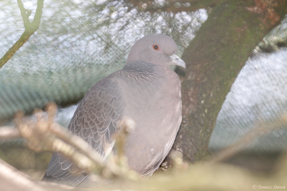 Picazuro Pigeon (Patagioenas picazuro)
