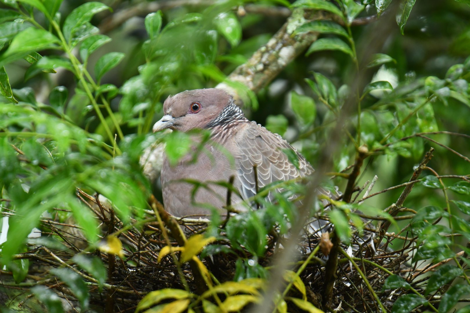 Picazuro Pigeon (Patagioenas picazuro)