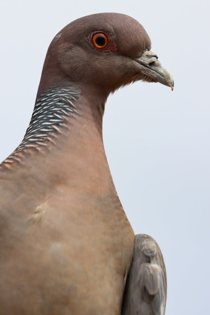 Picazuro pigeon (Patagioenas picazuro)