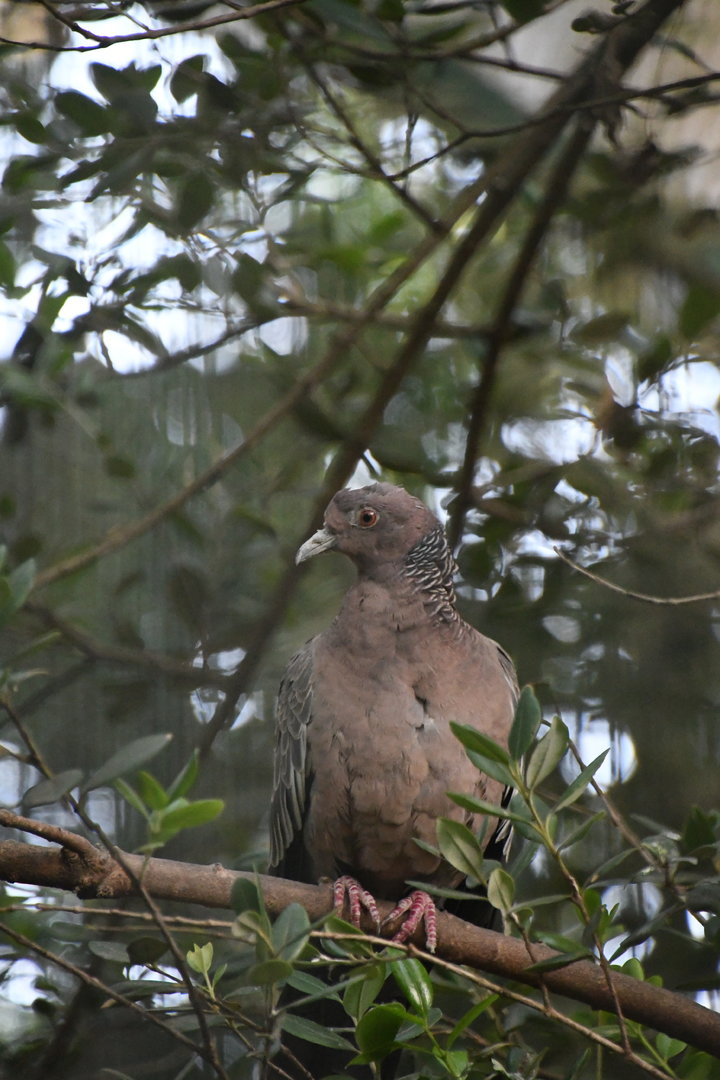 Picazuro Pigeon (Zoo Lourosa)