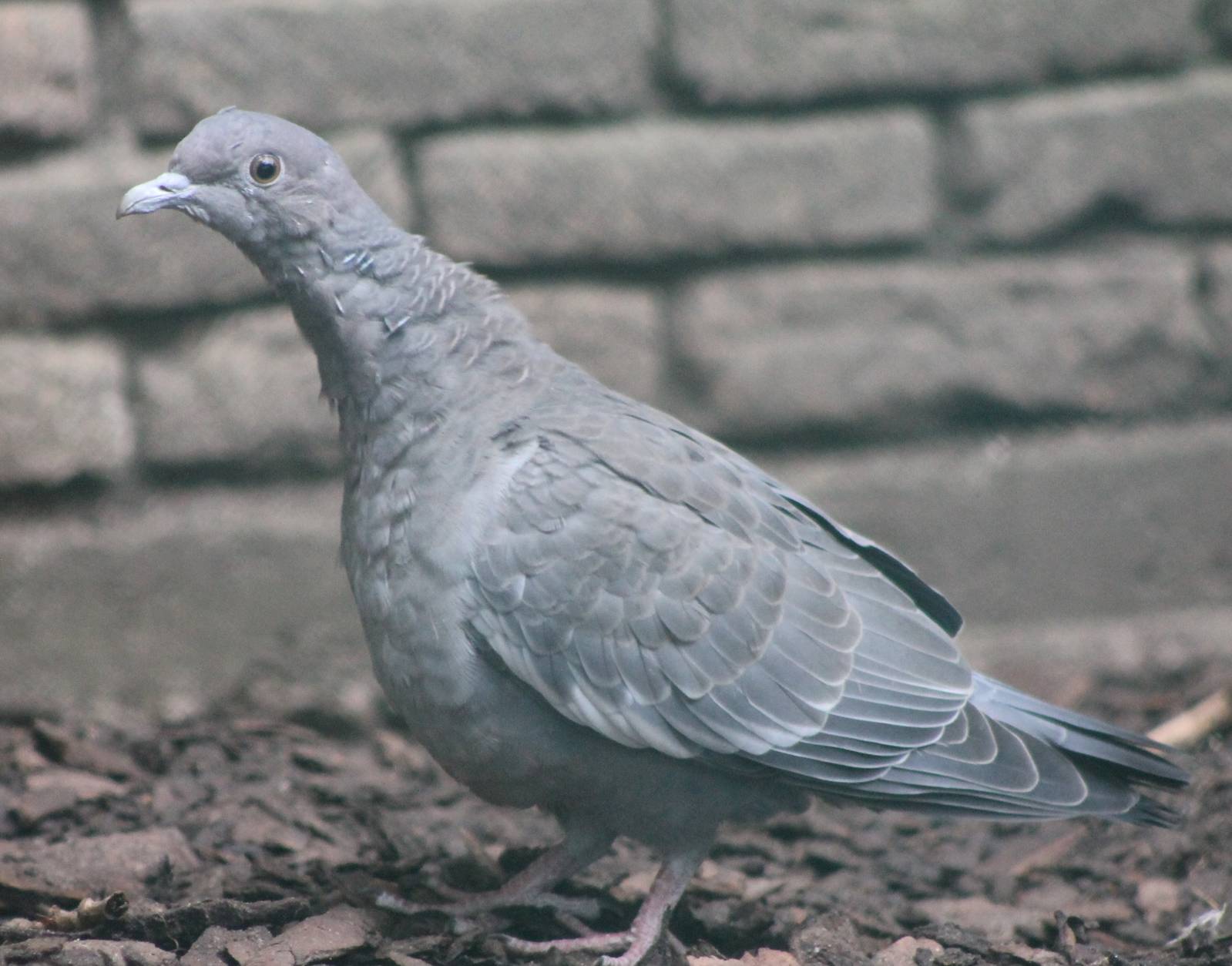 Picazuro pigeon