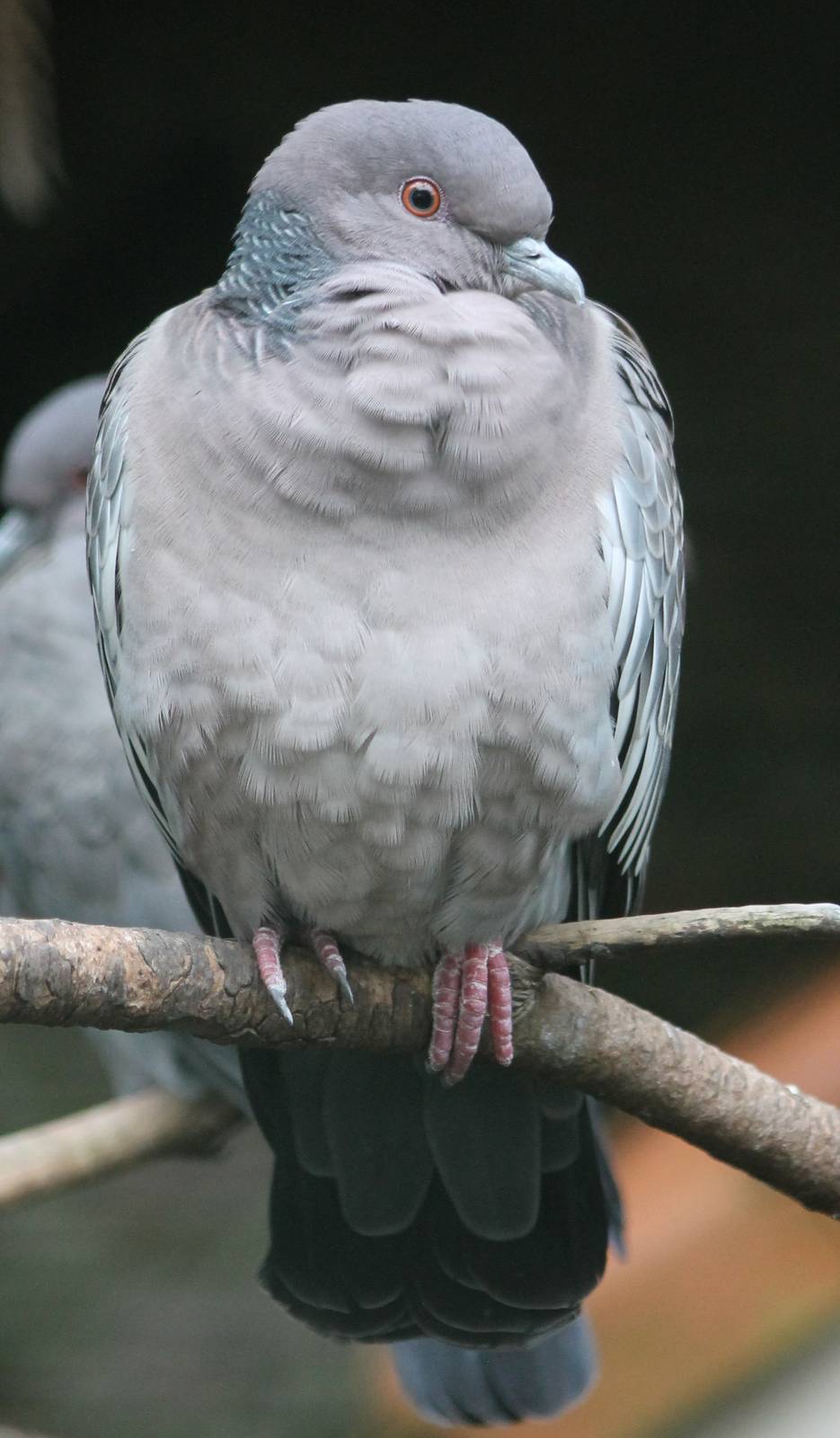 Picazuro pigeon