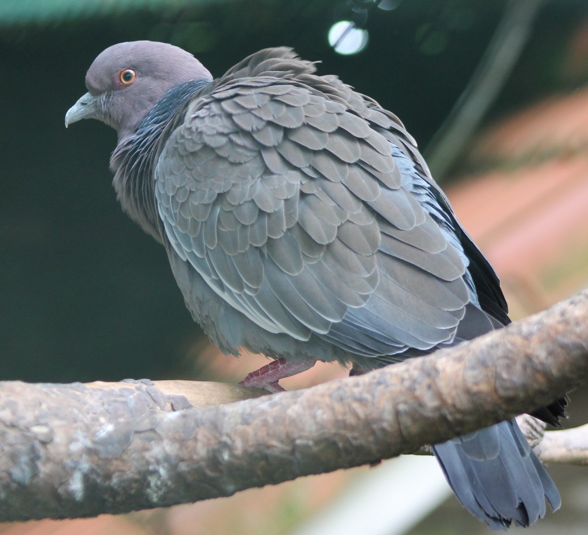 Picazuro pigeon