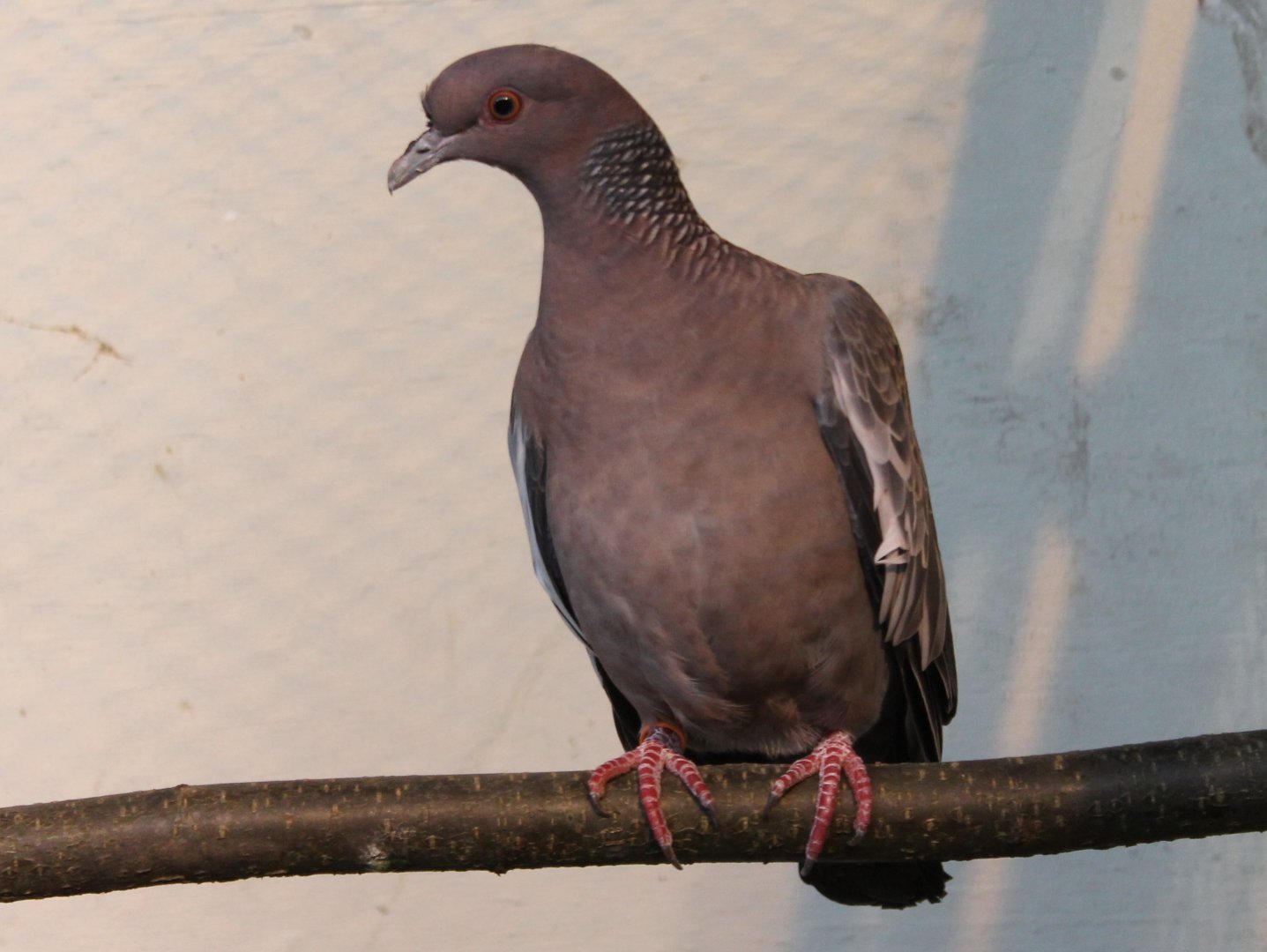 Picazuro pigeon