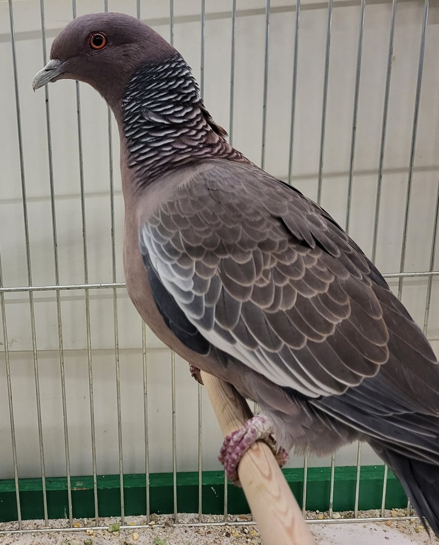 Picazuro pigeon